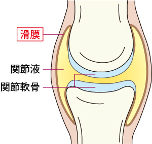 関節内部のイメージ