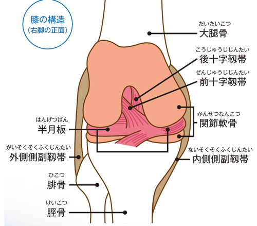 膝関節の構造