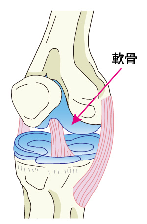 軟骨