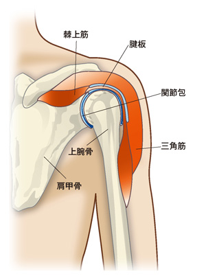 肩関節